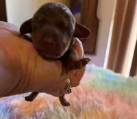 Barney, Chocolate and Tan, a male Miniature Dachshund for sale in Perris, CA – 2 of 5