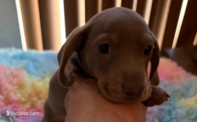 Nemo  – Miniature Dachshund puppy for sale in Perris, CA