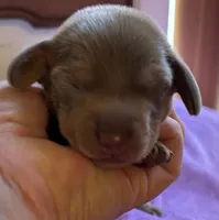 Nemo, Isabella Color , a male Miniature Dachshund for sale in Perris, CA – 2 of 5