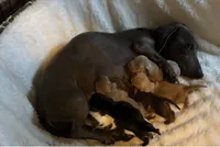 Nemo , a male Miniature Dachshund for sale in Perris, CA – 3 of 4
