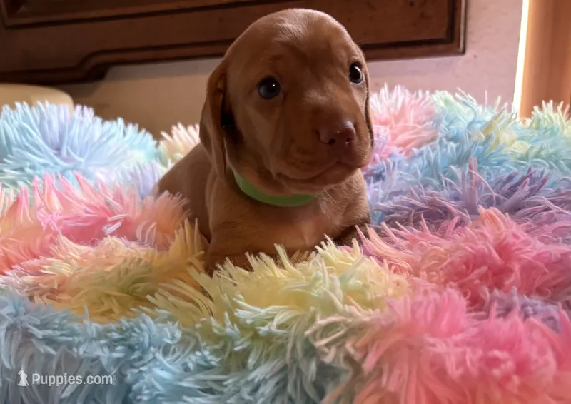 Sparky – Miniature Dachshund puppy for sale in Perris, CA