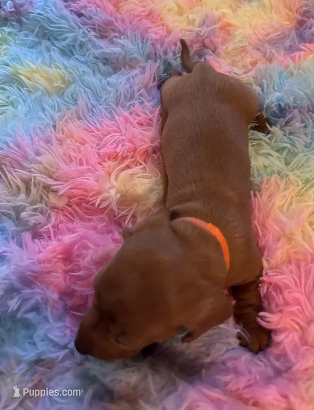 Charlie – Miniature Dachshund puppy for sale in Perris, CA