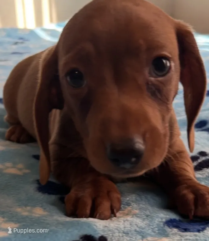 Charlie – Miniature Dachshund puppy for sale in Perris, CA