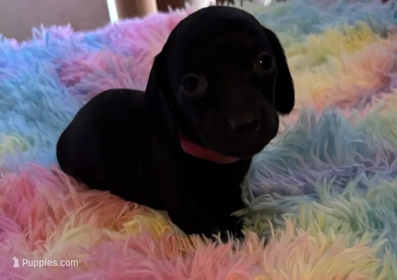 Shadow – Miniature Dachshund puppy for sale in Perris, CA
