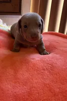 Charlie, a male Miniature Dachshund for sale in Perris, CA – 4 of 9