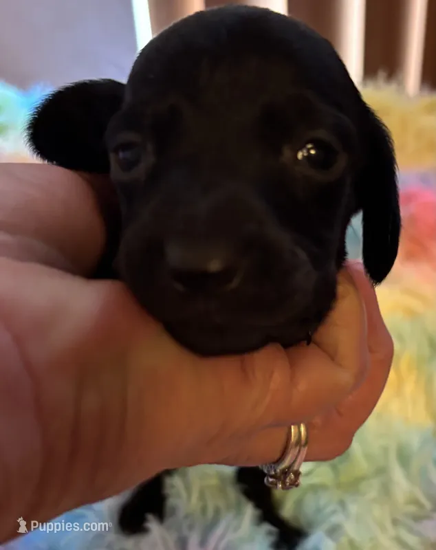 Shadow – Miniature Dachshund puppy for sale in Perris, CA