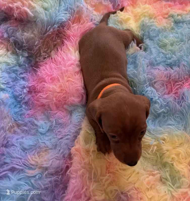 Charlie – Miniature Dachshund puppy for sale in Perris, CA