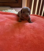 Charlie, a male Miniature Dachshund for sale in Perris, CA – 2 of 9
