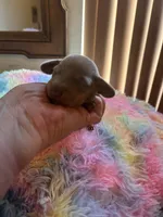 Charlie, Isabella color, a male Miniature Dachshund for sale in Perris, CA – 4 of 7