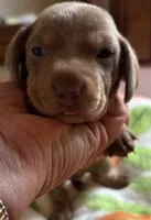 Nemo, Color is Isabella , a male Miniature Dachshund for sale in Perris, CA – 6 of 7