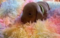 Charlie, Color is Isabella , a male Miniature Dachshund for sale in Perris, CA – 4 of 8