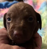 Sunny , a male Miniature Dachshund for sale in Perris, CA – 2 of 5