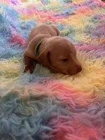 Teddy , a male Miniature Dachshund for sale in Perris, CA – 5 of 9