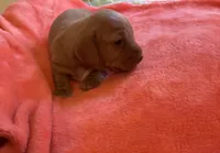 Sparky, a male Miniature Dachshund for sale in Perris, CA – 2 of 4