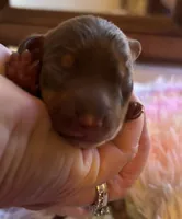 Barney, Chocolate and Tan, a male Miniature Dachshund for sale in Perris, CA – 3 of 5