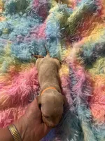 Buddy , a male Miniature Dachshund for sale in Perris, CA – 2 of 7