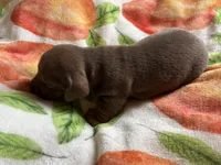 Nemo, Color is Isabella , a male Miniature Dachshund for sale in Perris, CA – 1 of 7