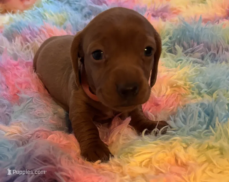 Charlie – Miniature Dachshund puppy for sale in Perris, CA