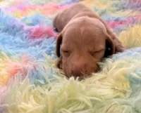 Teddy , a male Miniature Dachshund for sale in Perris, CA – 3 of 9