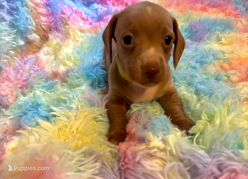 Teddy  – Miniature Dachshund puppy for sale in Perris, CA