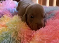 Charlie, Color is Isabella , a male Miniature Dachshund for sale in Perris, CA – 1 of 8