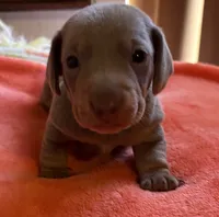 Charlie, a male Miniature Dachshund for sale in Perris, CA – 1 of 9