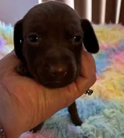 Winston , a male Miniature Dachshund for sale in Perris, CA – 2 of 9