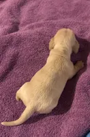Leila AKC , a female Miniature Dachshund for sale in Perris, CA – 2 of 5