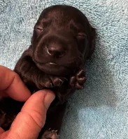 Midnight AKC , a male Miniature Dachshund for sale in Perris, CA – 2 of 5