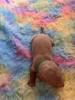 Teddy , a male Miniature Dachshund for sale in Perris, CA – 2 of 9