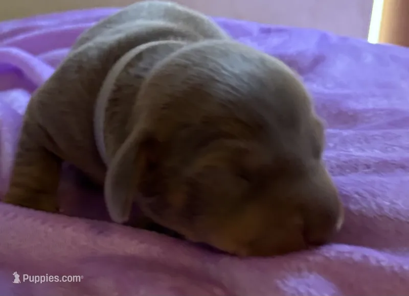 Nemo, Isabella Color  – Miniature Dachshund puppy for sale in Perris, CA