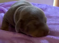 Nemo, Isabella Color , a male Miniature Dachshund for sale in Perris, CA – 3 of 5