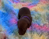 Winston , a male Miniature Dachshund for sale in Perris, CA – 7 of 9