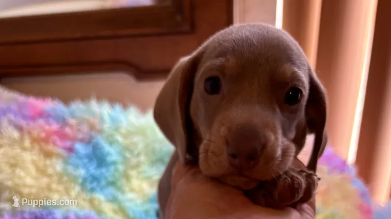 Nemo Isabella Color  – Miniature Dachshund puppy for sale in Perris, CA