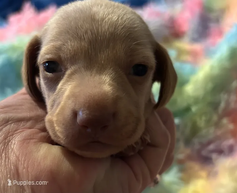 Buddy  – Miniature Dachshund puppy for sale in Perris, CA