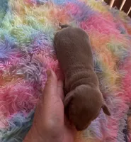 Charlie, Isabella color, a male Miniature Dachshund for sale in Perris, CA – 3 of 7