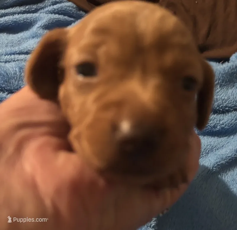 Charlie – Miniature Dachshund puppy for sale in Perris, CA