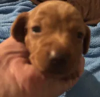 Charlie, a male Miniature Dachshund for sale in Perris, CA – 1 of 6