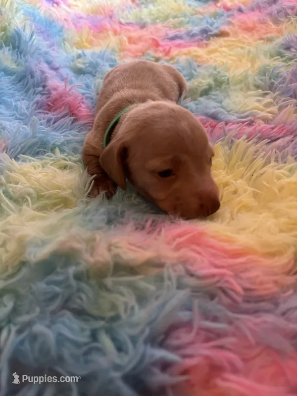 Teddy  – Miniature Dachshund puppy for sale in Perris, CA