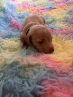 Teddy , a male Miniature Dachshund for sale in Perris, CA – 6 of 9