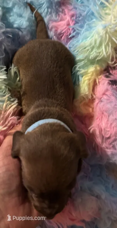 Sunny  – Miniature Dachshund puppy for sale in Perris, CA