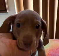 Nemo , a male Miniature Dachshund for sale in Perris, CA – 2 of 4