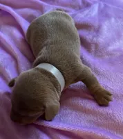 Nemo, Isabella Color , a male Miniature Dachshund for sale in Perris, CA – 1 of 5