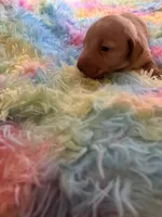 Teddy , a male Miniature Dachshund for sale in Perris, CA – 7 of 9