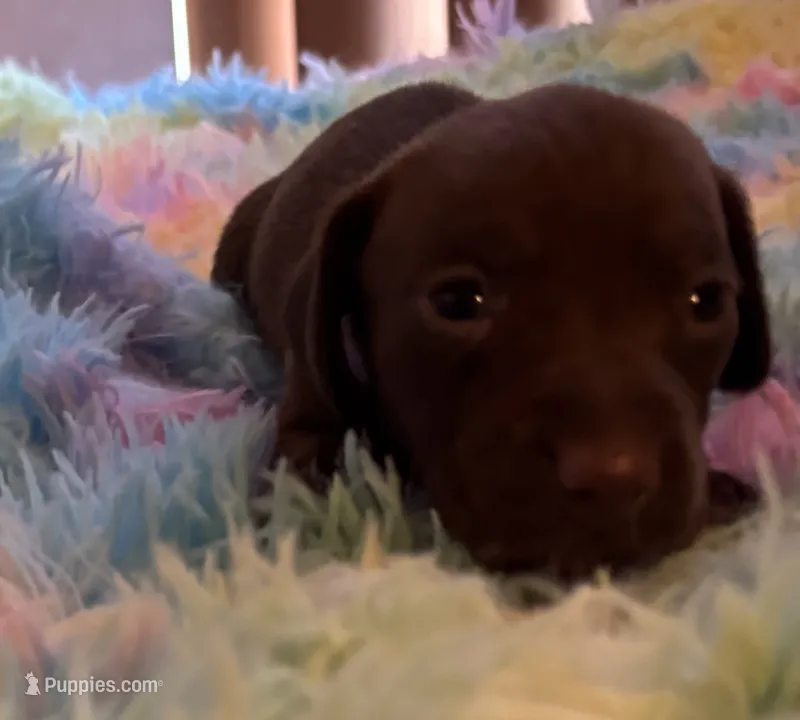 Winston  – Miniature Dachshund puppy for sale in Perris, CA