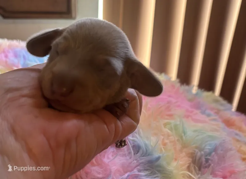 Charlie, Isabella color – Miniature Dachshund puppy for sale in Perris, CA