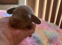 Charlie, Isabella color, a male Miniature Dachshund for sale in Perris, CA – 2 of 7