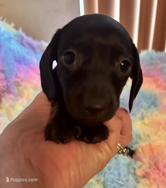 Shadow – Miniature Dachshund puppy for sale in Perris, CA