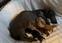 Barney, Chocolate and Tan, a male Miniature Dachshund for sale in Perris, CA – 4 of 5
