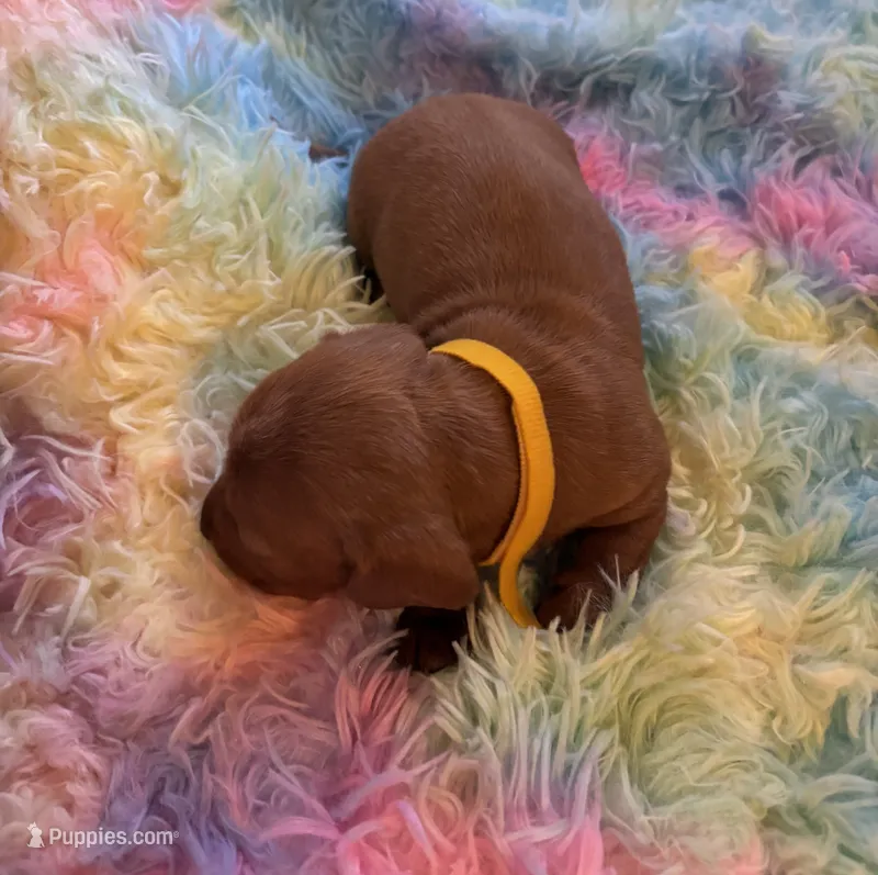 Charlie – Miniature Dachshund puppy for sale in Perris, CA